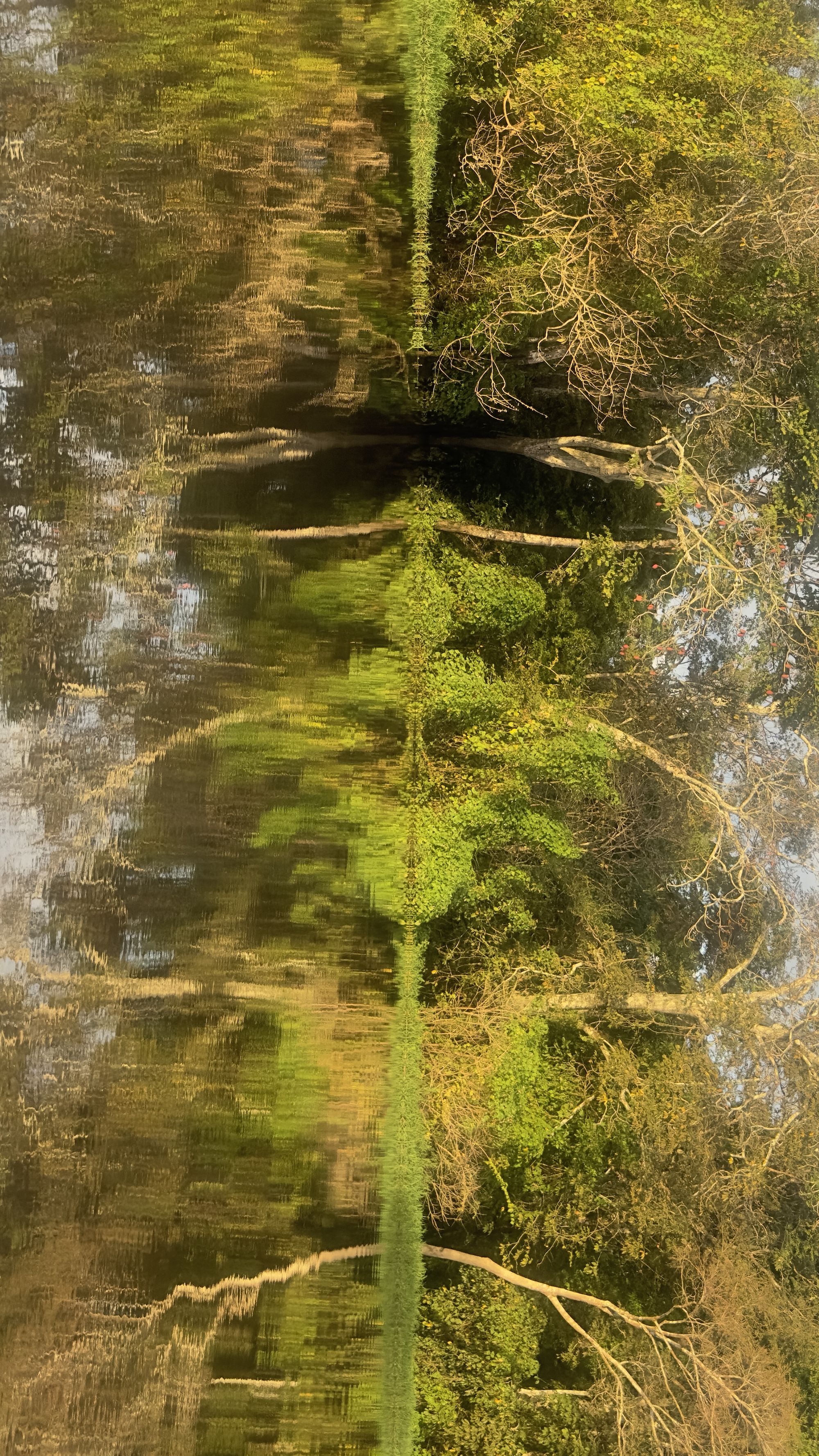 Rorschach of Reflections — mirrored waters of the Amazon