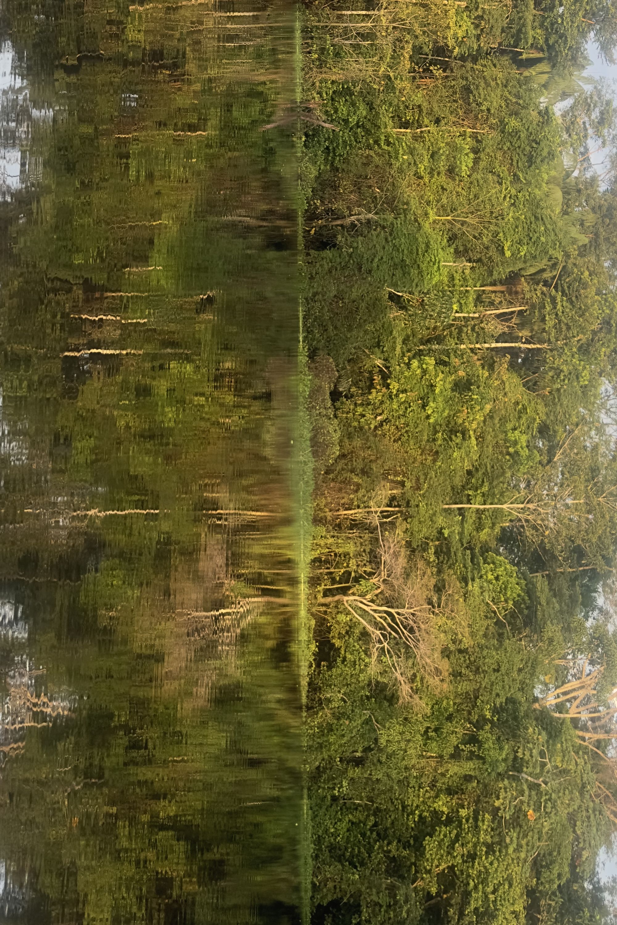 Liturgia da Floresta Encantada